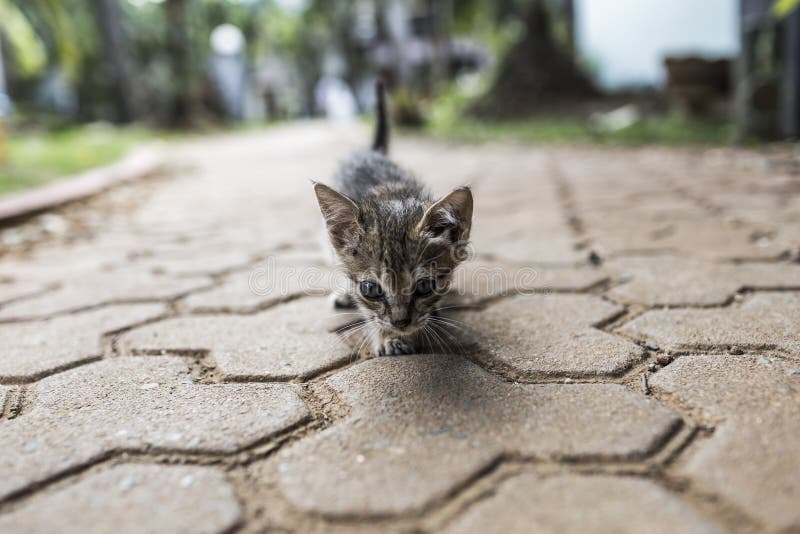 Baby cat walking