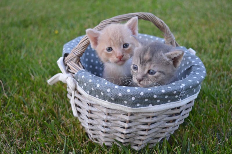 Baby cats on a basket royalty free stock images Baby cats on a basket royalty free stock images