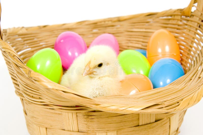 Baby Chick in a Basket with Plastic Easter Eggs Stock Image Image of