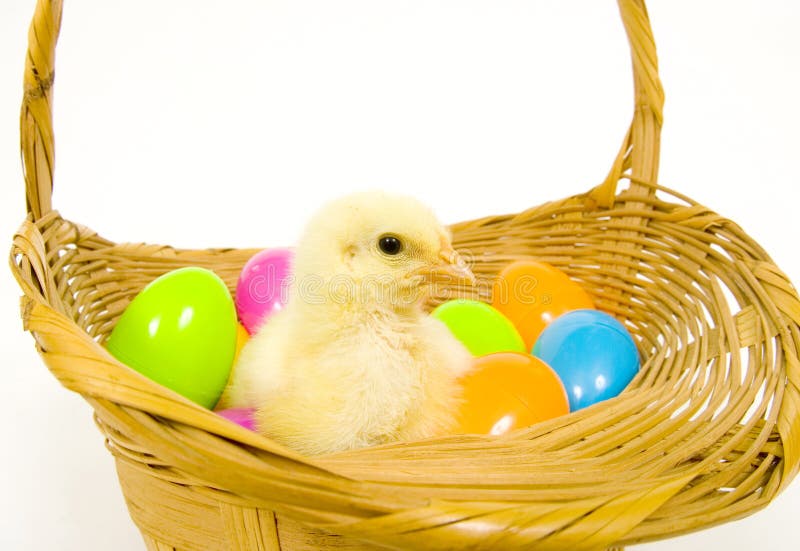 Baby Chick In A Basket With Plastic Easter Eggs Stock Photo Image of