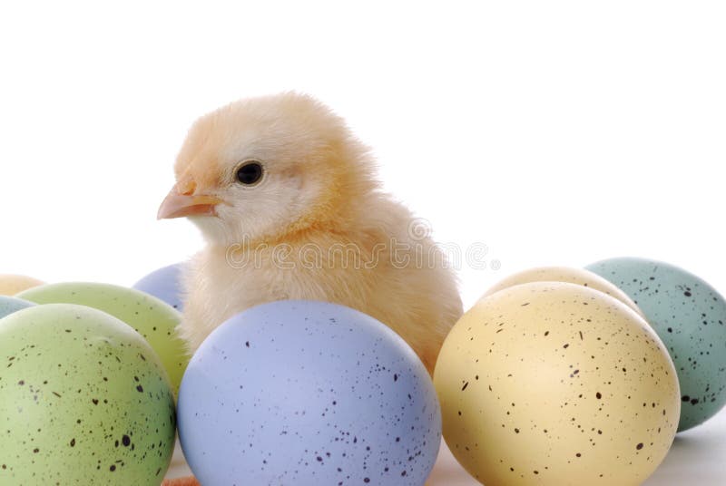 Baby Chick and Eggs