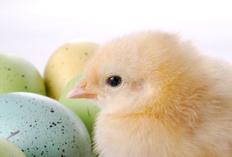 Baby Chick and Eggs