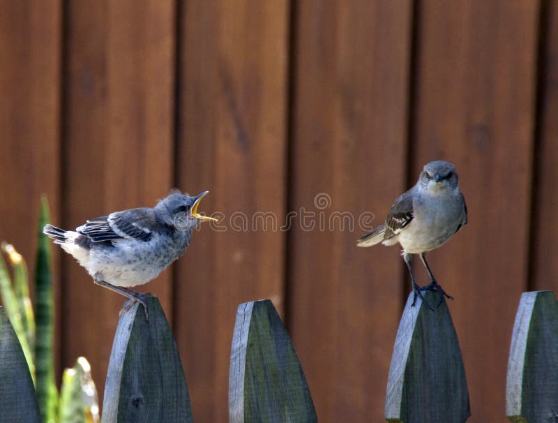 A baby Northern Mockingbird has it`s mouth wide open, squawking at parent bird while perched on picket fence.Adult bird looking at viewer. A baby Northern Mockingbird has it`s mouth wide open, squawking at parent bird while perched on picket fence.Adult bird looking at viewer.