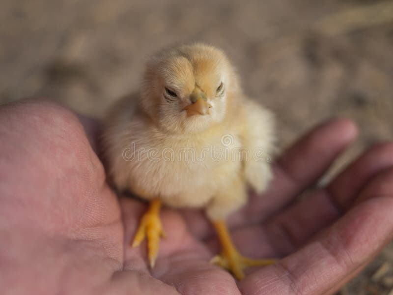 Baby chicken stock image. Image of bird, animal, poultry 86397409