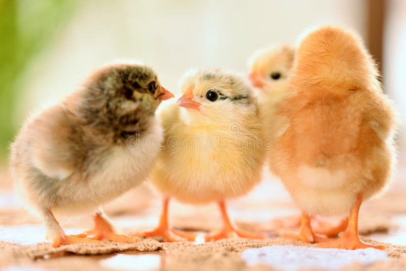 Chick 1. Новорожденный цыпленок. Новорожденные цыплята фото. Новорожденный цыпленок фото. Зодиакальный цыпленок в природе.