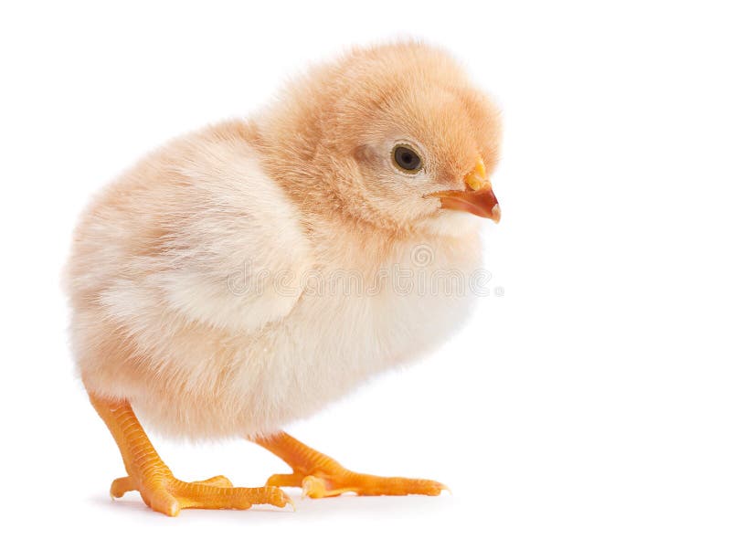 Baby chicken stock image. Image of bird, fluffy, chick 34464053