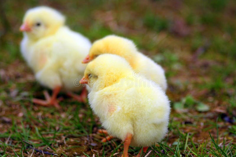 Baby chickens royalty free stock photo