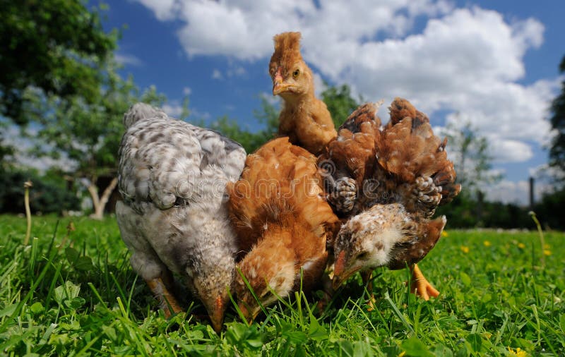 Baby Chickens Eating From The Ground Royalty Free Stock Photo Image