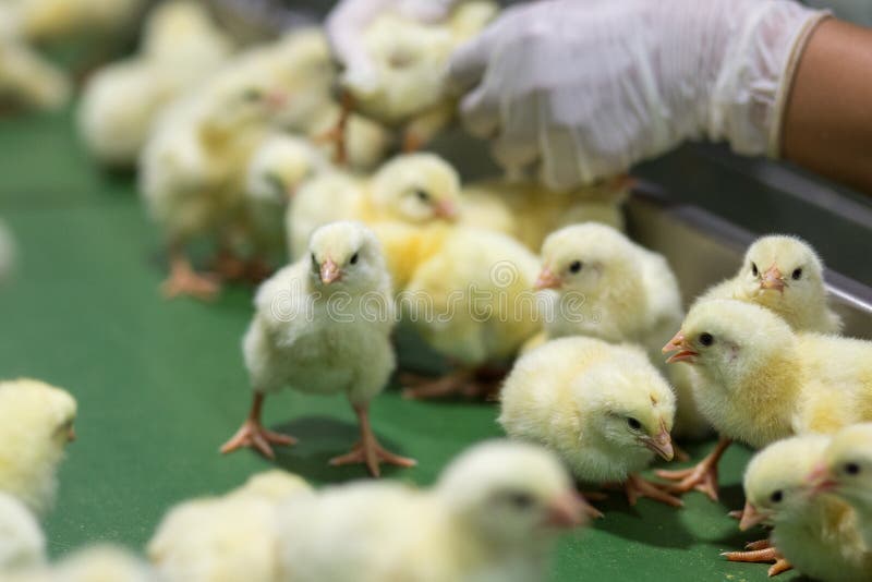 Baby Chickens just born on tray, .