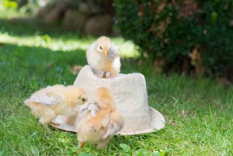 Baby Chickens Straw Hat Stock Photos Free & RoyaltyFree Stock Photos