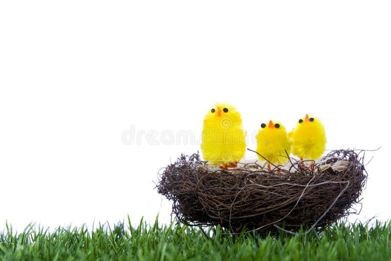 Baby chicks sitting in nest