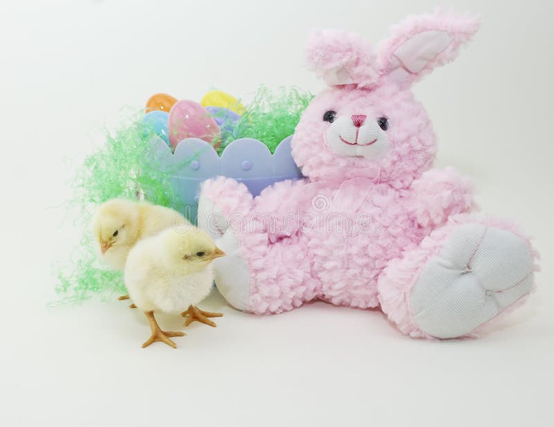 Baby Chicks With Stuffed Easter Bunny Stock Image Image of white