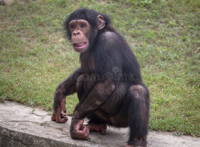chimpanzee baby market chimpanzee baby market