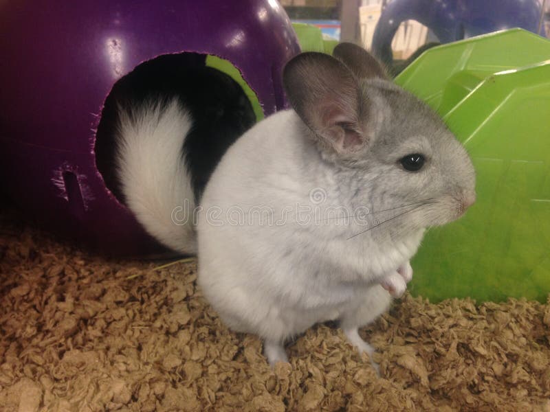 Young Chinchilla 2 stock image. Image of animal, ears 57668677