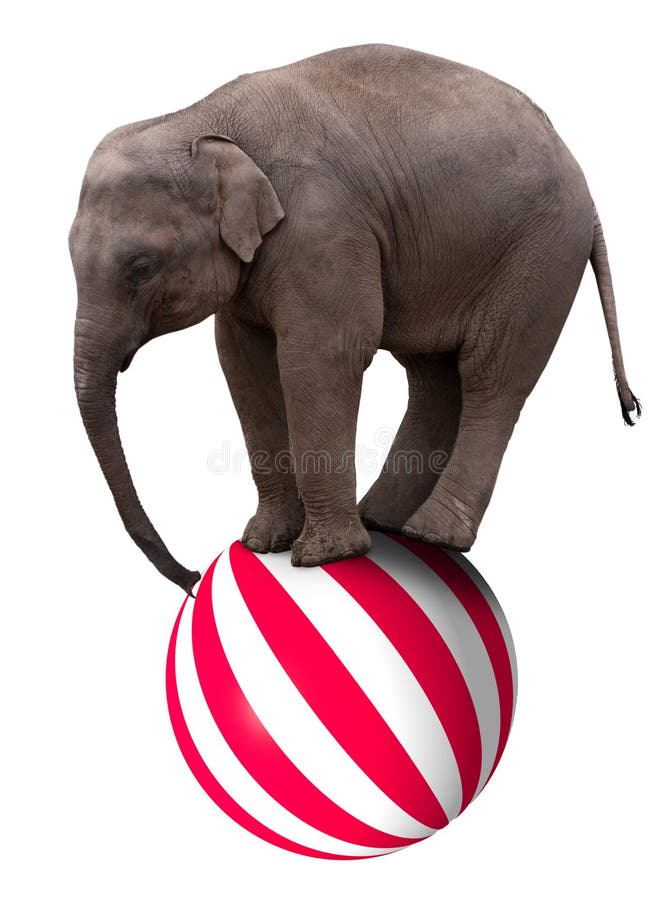 Un bambino di circo elefante in equilibrio su di una grande palla.
