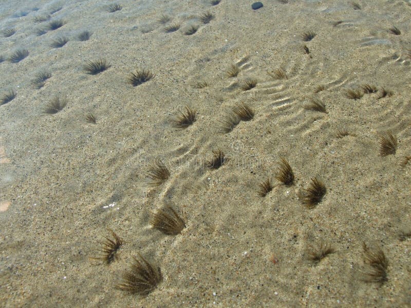 Baby Clams Peaking through Sand on the Shore Stock Photo Image of