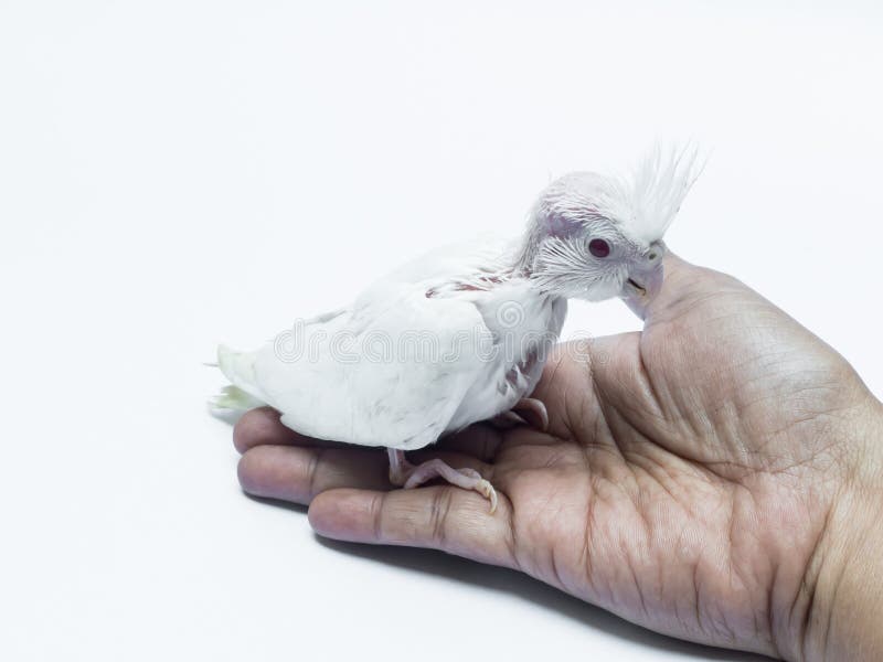 baby cockatoo pictures baby cockatoo pictures