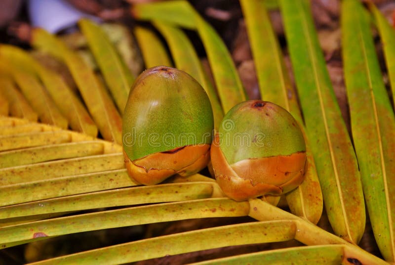 Baby Coconut 4 stock photo. Image of baby, clean, cabo 40759772