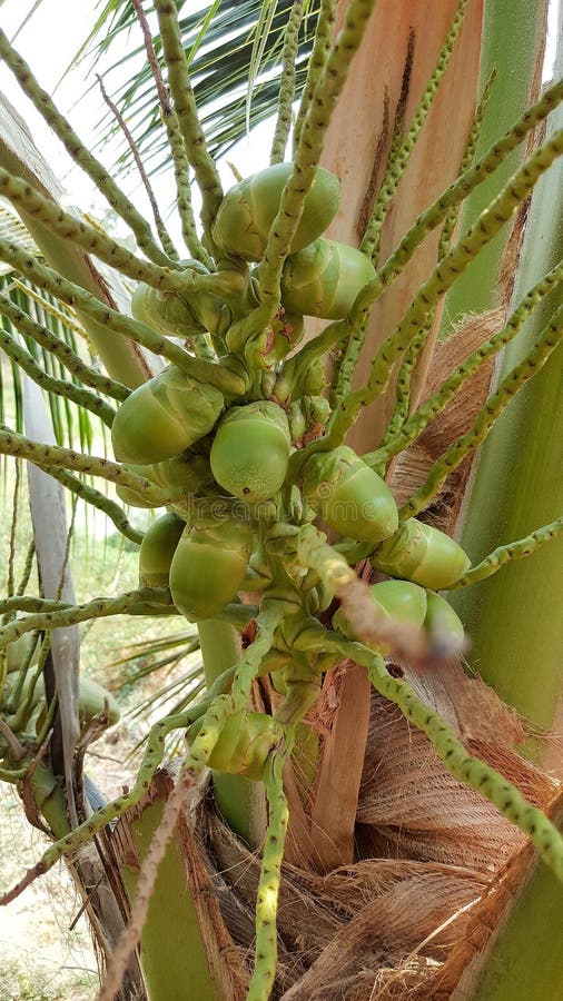 The Baby Coconuts on Coconut Tree. Stock Photo Image of garden, fruit