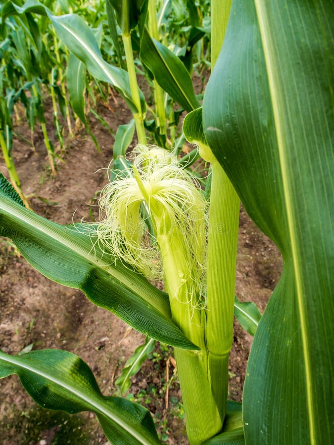 Baby Corn Growing Field Stock Images Download 266 Royalty Free Photos