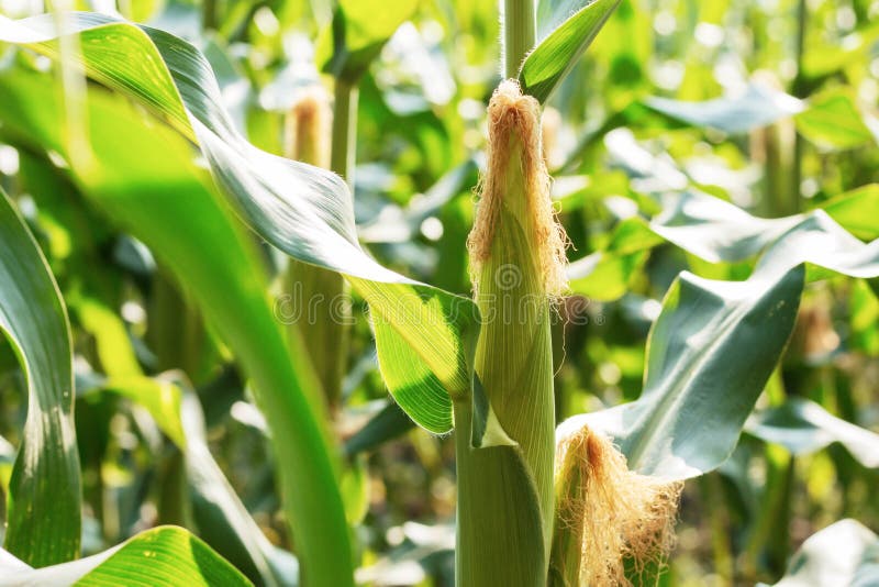 Baby Corn Growing Field Stock Images Download 266 Royalty Free Photos