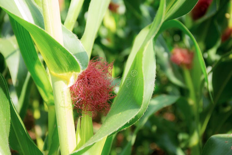 Baby Corn are Growing on Tree Stock Photo Image of fieldcorn, asian