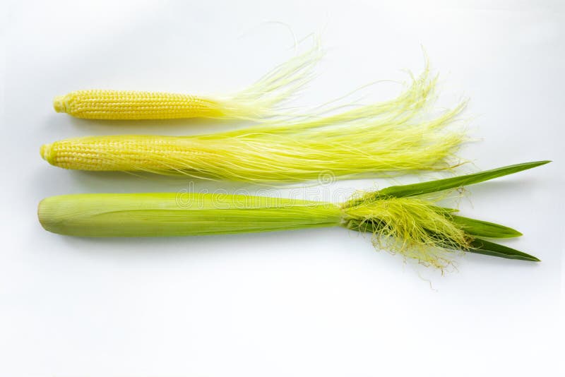 Baby corn husks, baby corn, white background