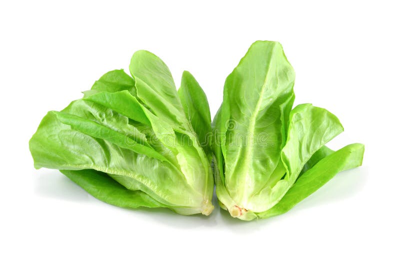 Baby Cos lettuce stock image. Image of plant, food, fresh 173852307