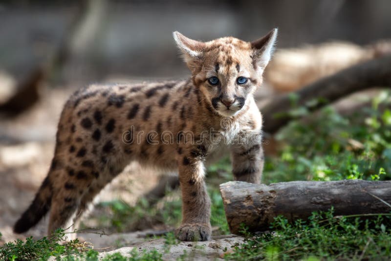 248 Baby Mountain Lion Photos Free Royalty Free Stock Photos From Dreamstime