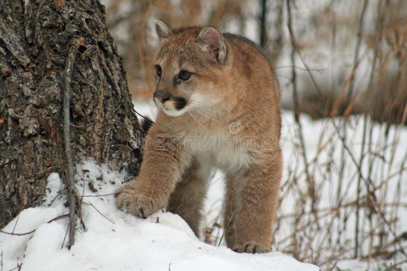 pictures of baby pumas