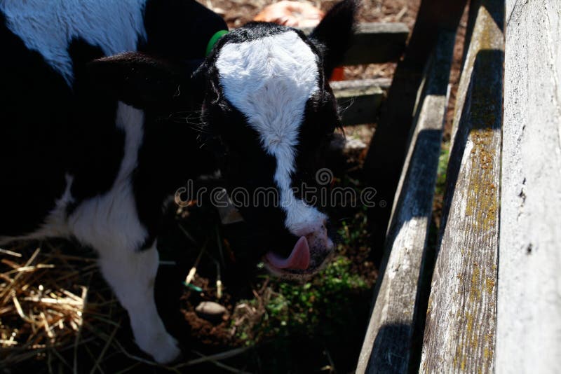 Baby cow stock image. Image of feeding, baby, black 159398915