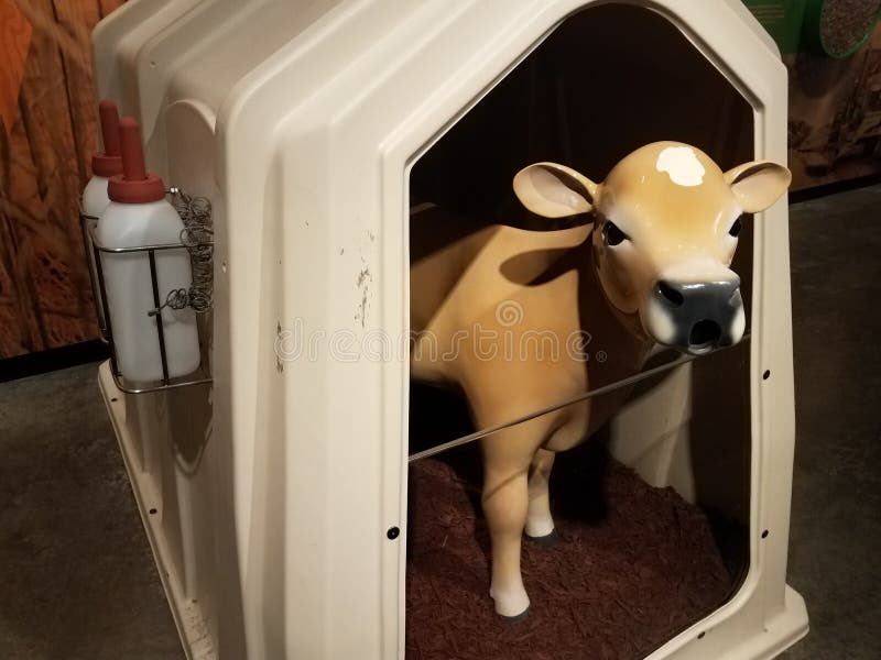 Baby Cow or Calf in Container with Milk Bottles Stock Image Image of container, nursing 130619669