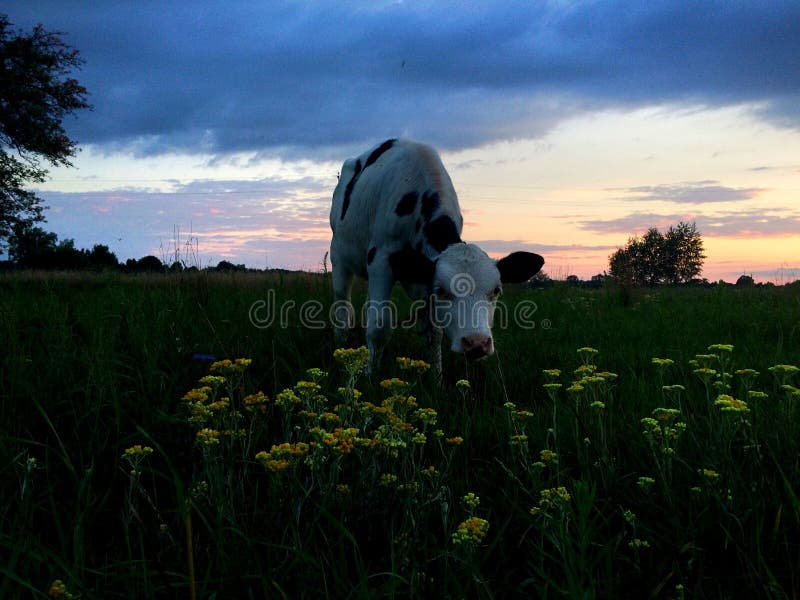 A baby cow calf in the middle of a field stock images A baby cow calf in the middle of a field stock images