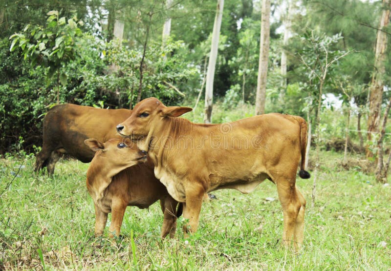 Cows. the Baby Cow is Playing with the Mother Cow. Herbivorous Animals  Stock Photo - Image of cattle, pasture: 180092470
