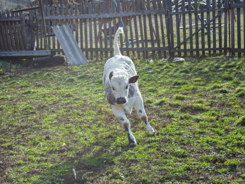 Baby Cow Running Isolated on White Stock Image Image of happy, blue