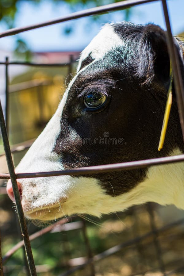 Baby Cows at a Dairy Farm in Central Pennsylvania Stock Image Image