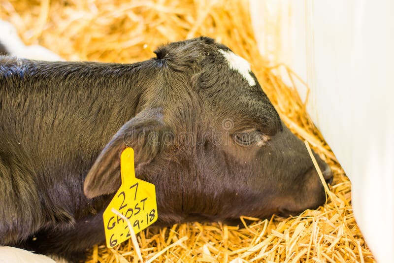 Baby Cows at a Dairy Farm in Central Pennsylvania Editorial Photography