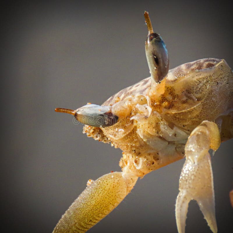 2,549 Baby Crab Stock Photos Free & RoyaltyFree Stock Photos from