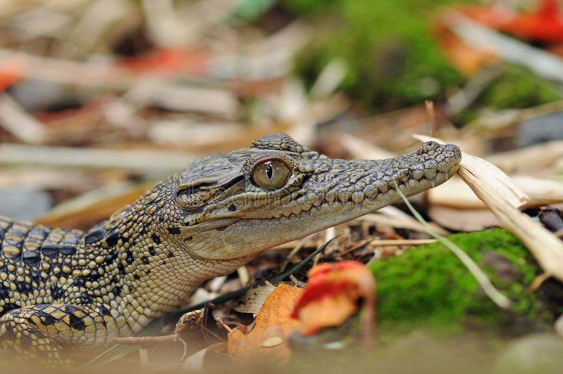 Baby crocodile stock photo. Image of crocodile, watching 14735552