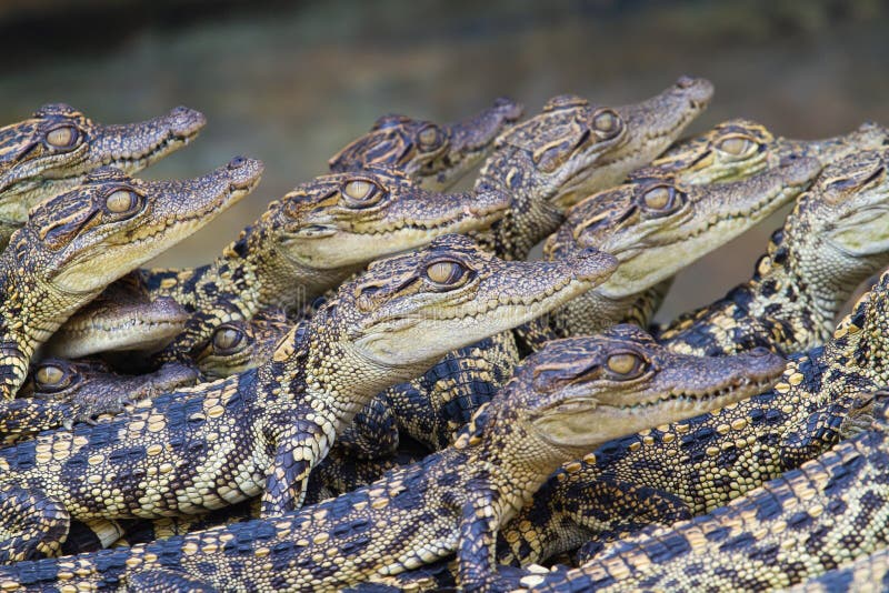 3,636 Baby Crocodile Photos - Free 