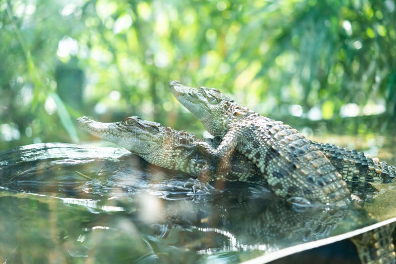 Baby Crocodiles stock image. Image of babies, reptilians 44152709