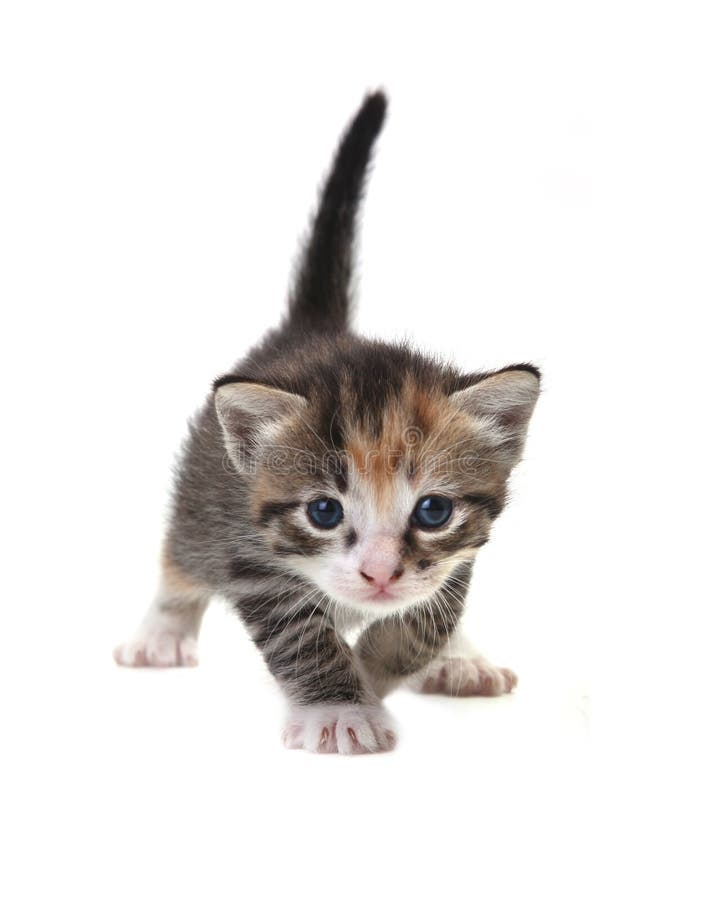 Baby Cute Kitten on a White Background