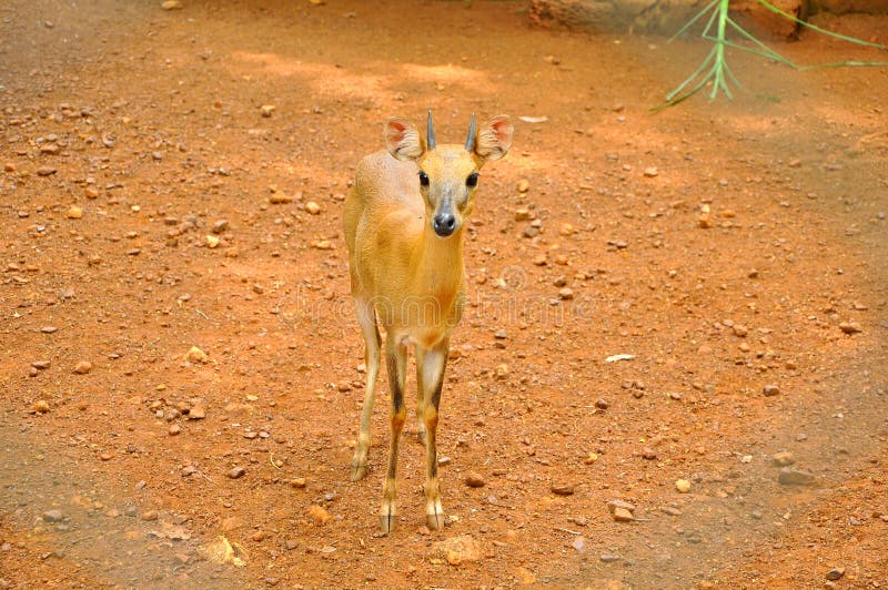 The Cute Baby Deer in a Zoo Stock Photo Image of babydeers, looking