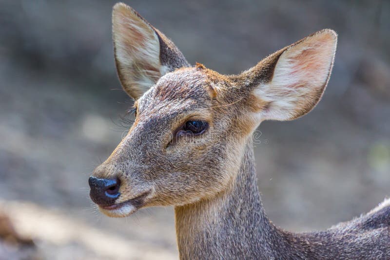 Download Baby Deer Close The Eye In The Park Stock Image - Image of ...