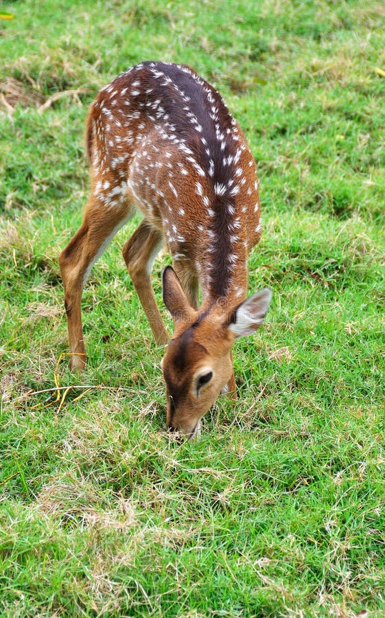 Download Baby Deer Eating Grass In The Sunny Day Stock Image ...