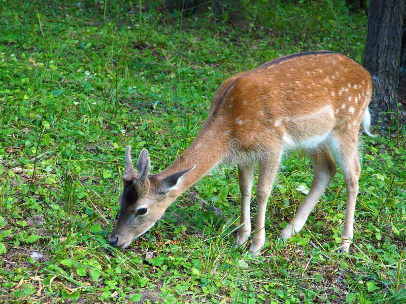 Baby Deer Feeding in a Field. Cute Spotted Doe Stock Photo Image of