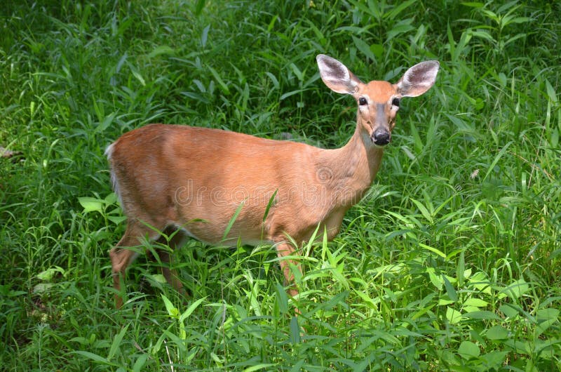 13,077 Baby Deer Photos Free & RoyaltyFree Stock Photos from Dreamstime