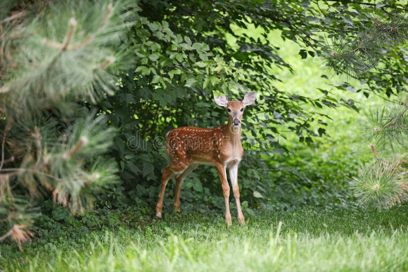Baby deer stock photo. Image of growing, grass, brown 5635566