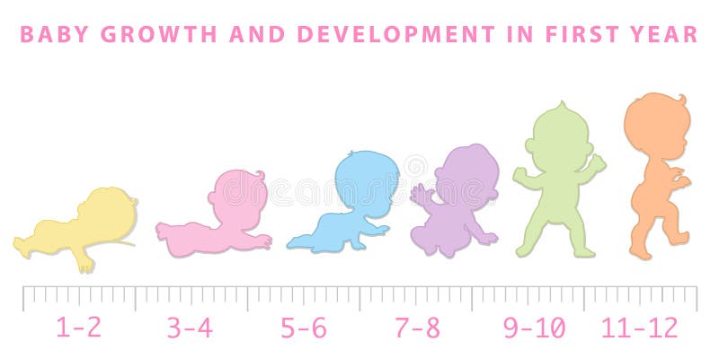 Baby Growth from Newborn To Toddler Scale Stock Vector - Illustration ...