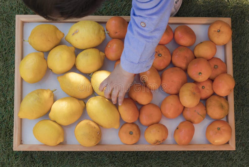 Baby die citroenen en mandarijnen met de hand plukken stock fotografie Baby die citroenen en mandarijnen met de hand plukken stock fotografie
